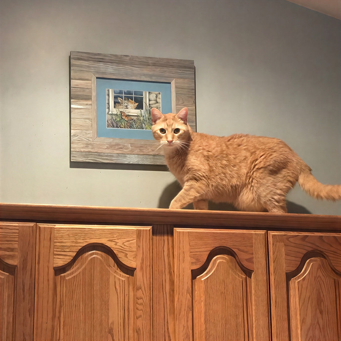 Lori's Purrtastic Kitty Sitting