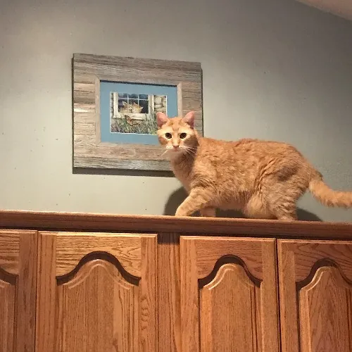 Lori's Purrtastic Kitty Sitting photo 4