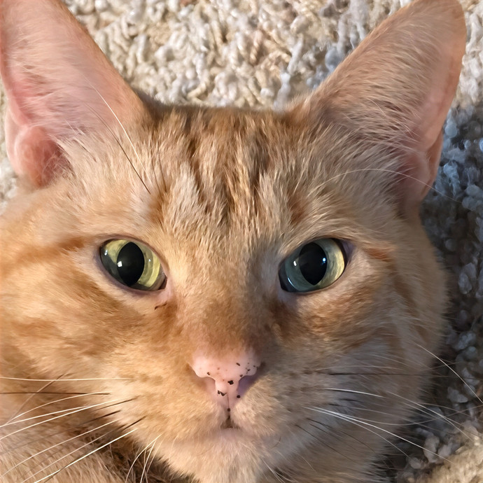Lori's Purrtastic Kitty Sitting photo 3