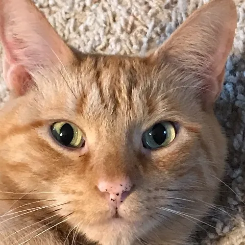 Lori's Purrtastic Kitty Sitting photo 3