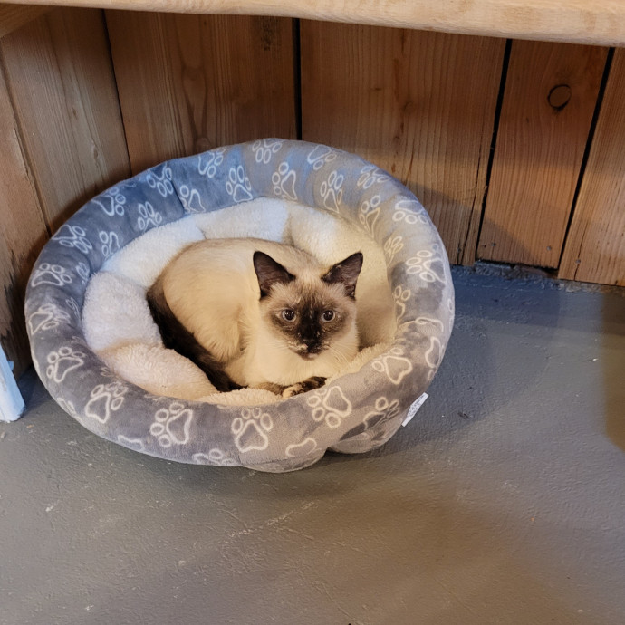 Cattarina Comfort