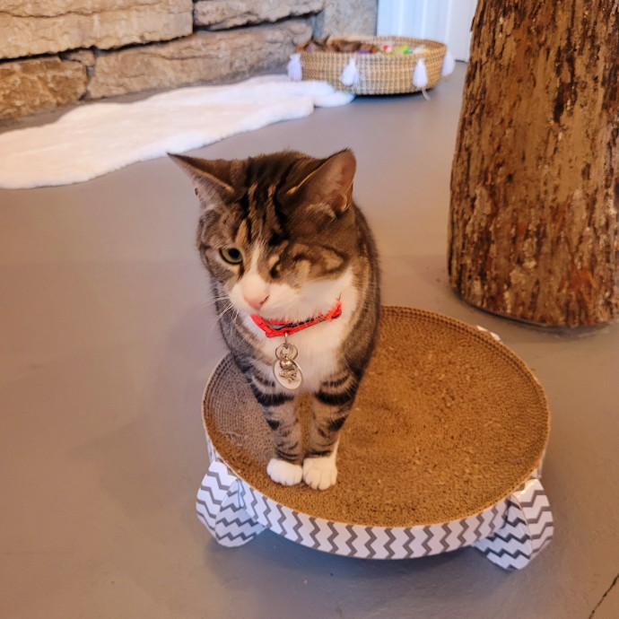 Cattarina Comfort