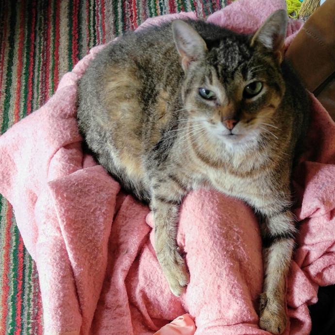 Cattarina Comfort