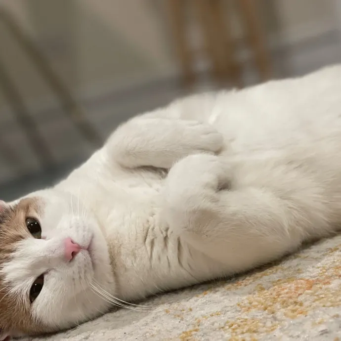 Ashley The Bronx Cat Sitter photo 4