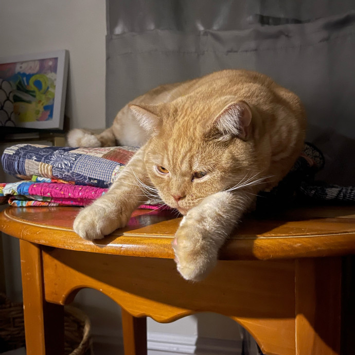Ashley The Bronx Cat Sitter photo 3