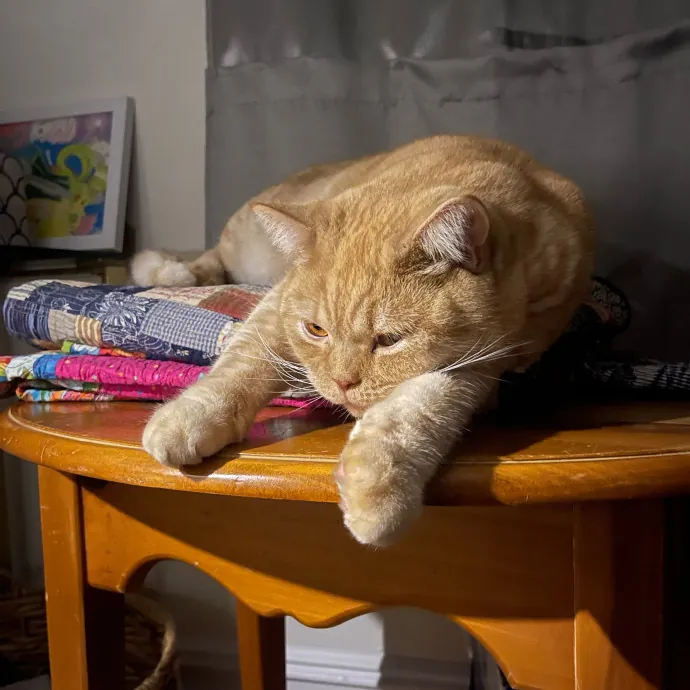 Ashley The Bronx Cat Sitter photo 3