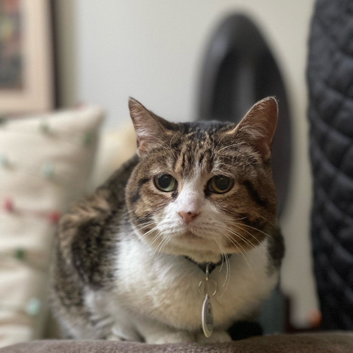 Ashley The Bronx Cat Sitter photo 2