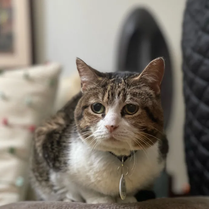 Ashley The Bronx Cat Sitter photo 2