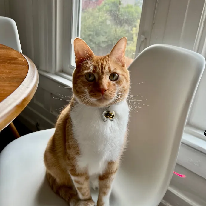 Experienced Cat Sitter In Chicago photo 2