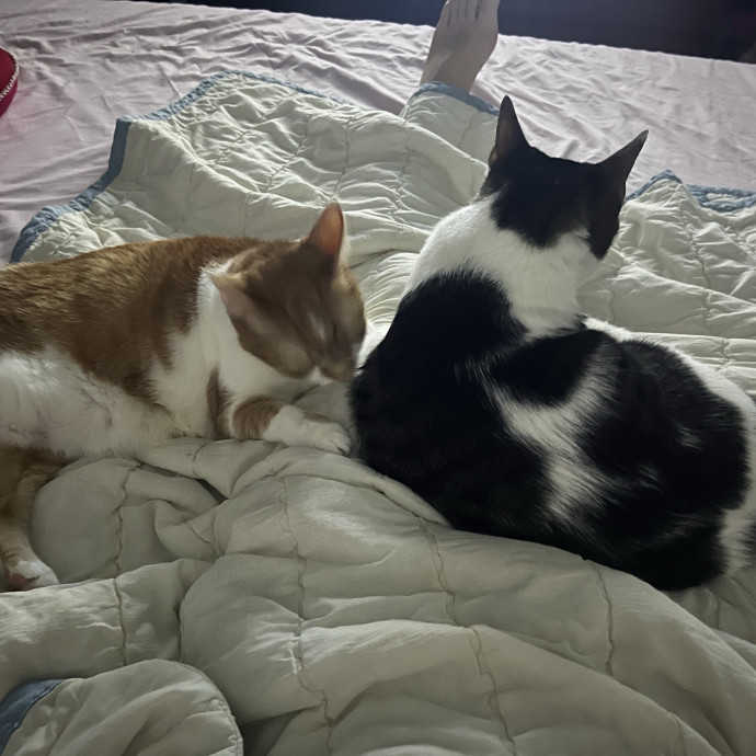 Reliable 9-Year Cat Dad Of 2 Furbabies photo 2