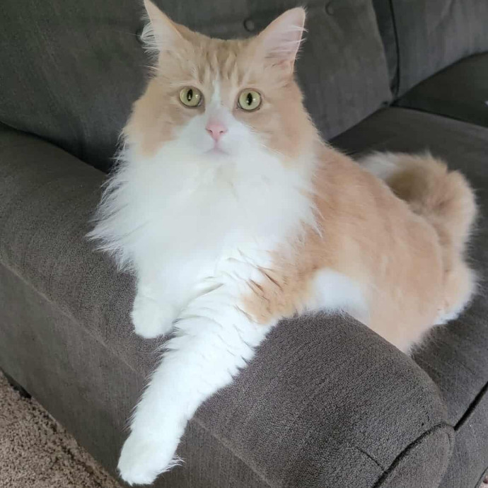 Your Cats Bestie While You're Away photo 2
