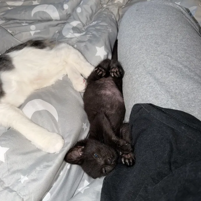 Cat Whisper Cat Mom