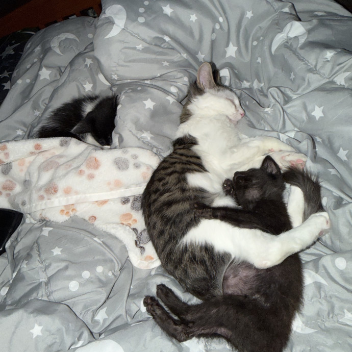 Loving Cat Mom Amber