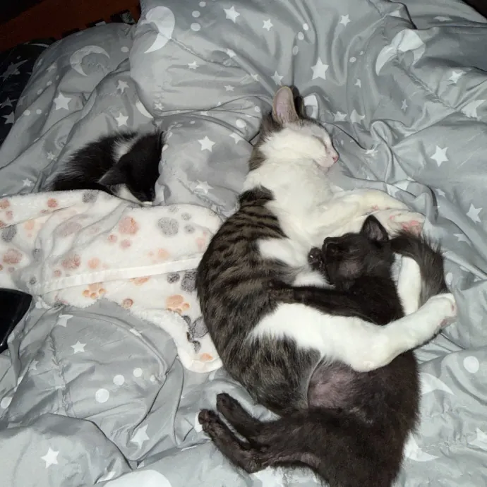 Cat Whisper Cat Mom