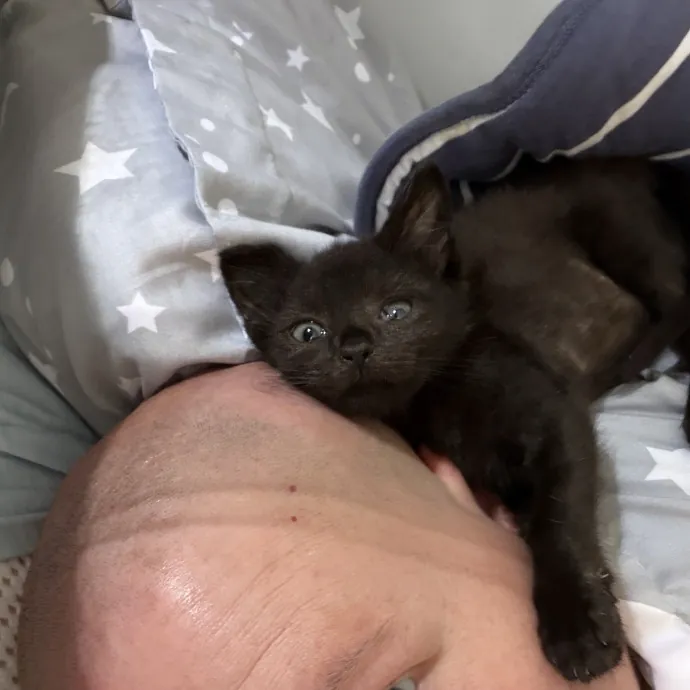 Cat Whisper Cat Mom
