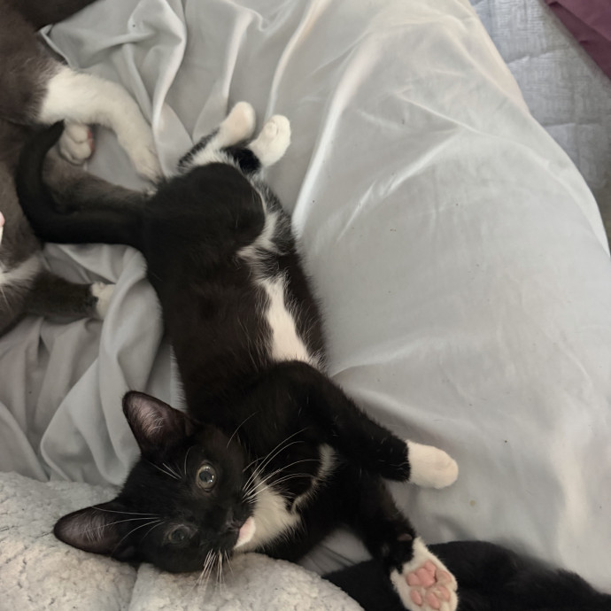 Loving Cat Mom Amber