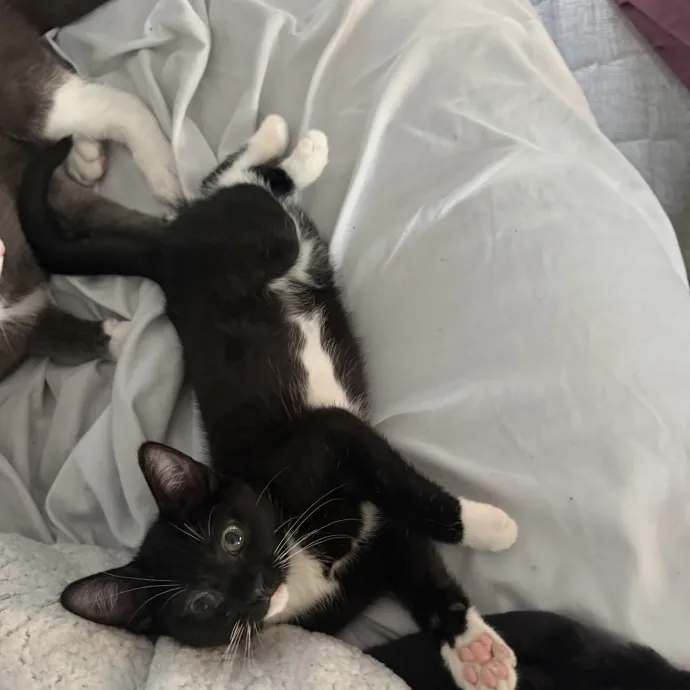 Cat Whisper Cat Mom