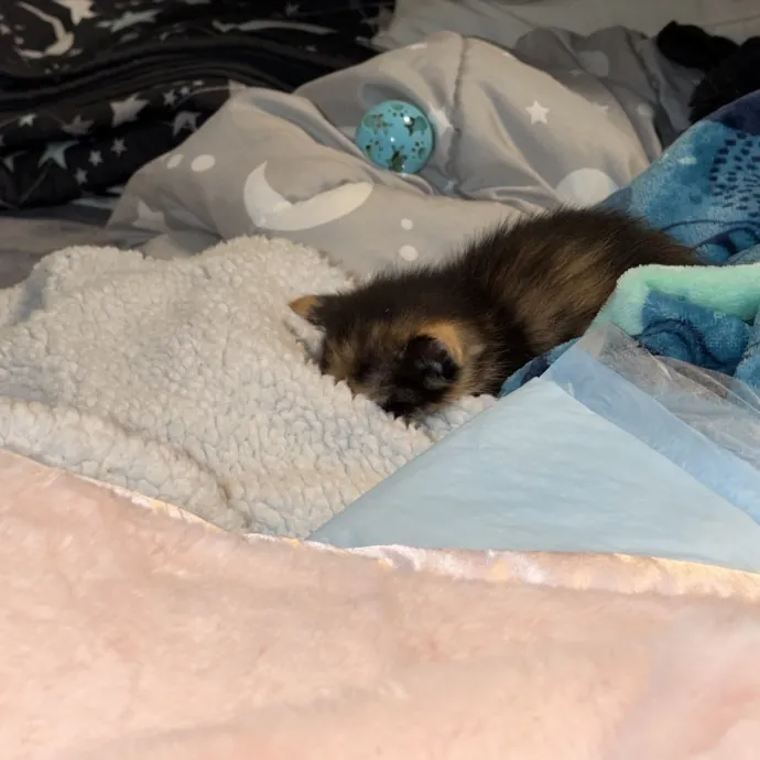 Cat Whisper Cat Mom photo 4