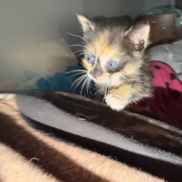 Cat Whisper Cat Mom photo 3