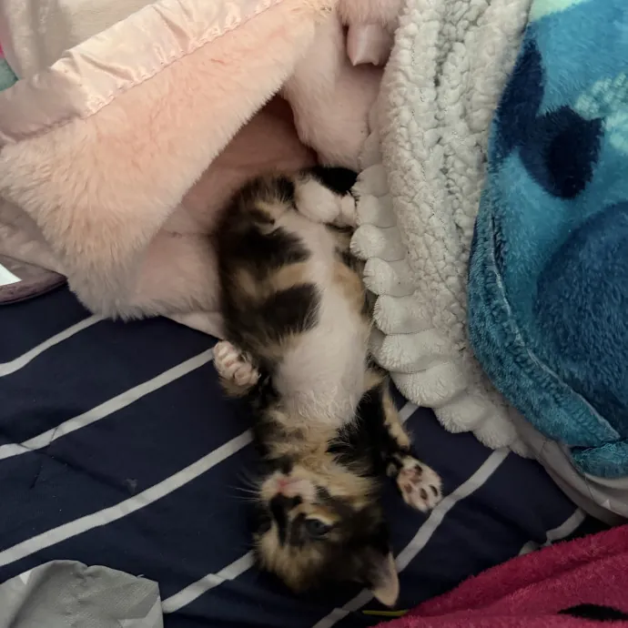 Cat Whisper Cat Mom photo 2