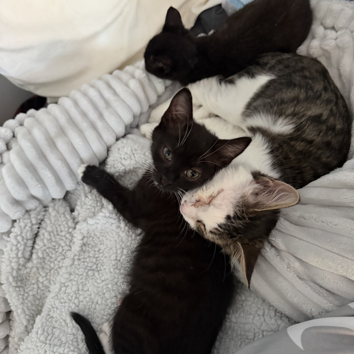 Loving Cat Mom Amber photo 2