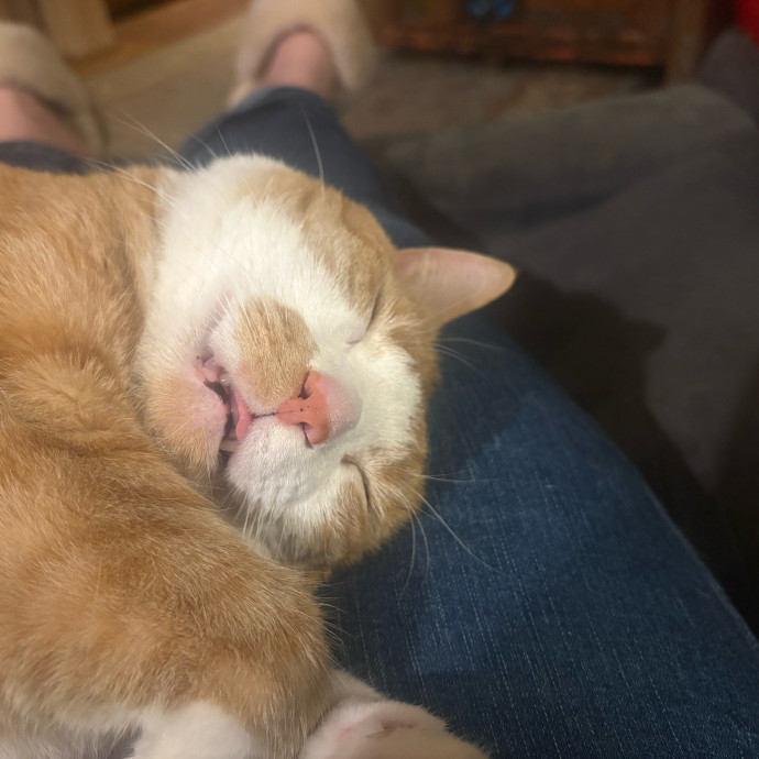 Patient Paws Understanding Every Cat
