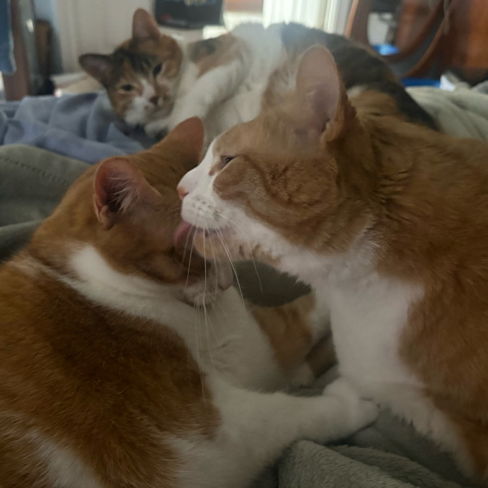 Patient Paws Understanding Every Cat