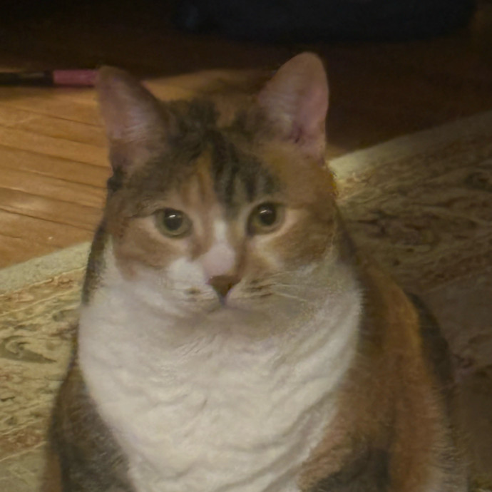 Patient Paws Understanding Every Cat