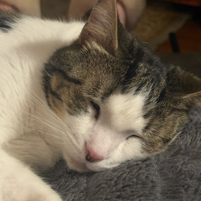 Patient Paws Understanding Every Cat photo 3