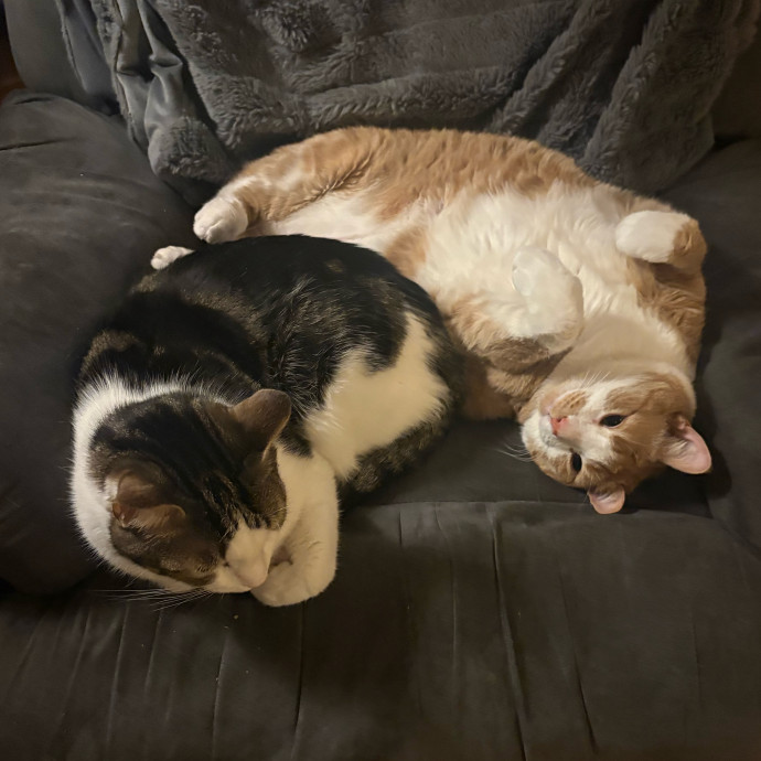 Patient Paws Understanding Every Cat photo 2