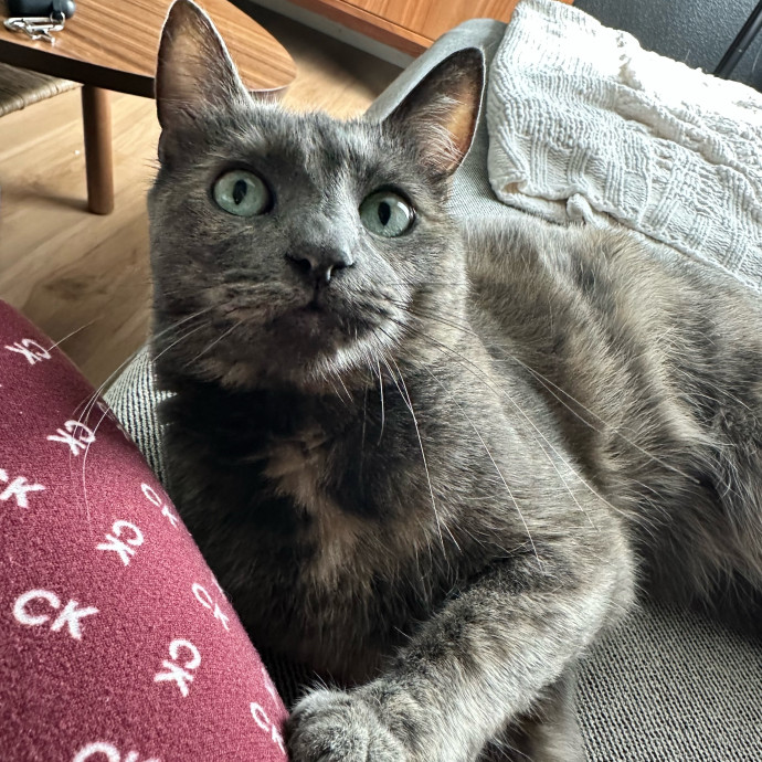 Haily - Your Kitty's Meow-Velous Minder