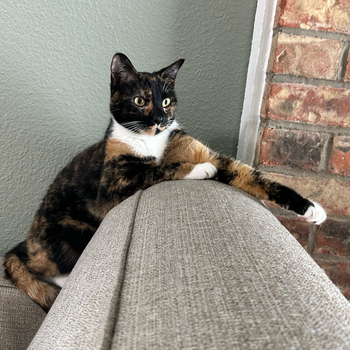 Haily - Your Kitty's Meow-Velous Minder