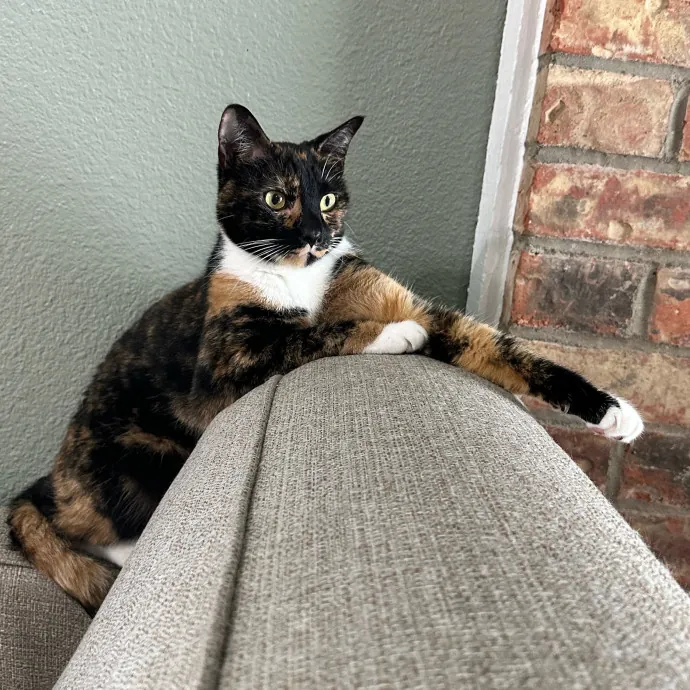 Haily - Your Kitty's Meow-Velous Minder