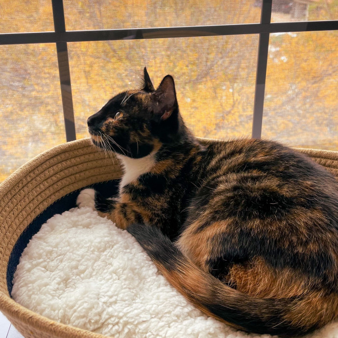 Haily - Your Kitty's Meow-Velous Minder
