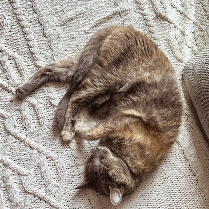 Haily - Your Kitty's Meow-Velous Minder photo 3