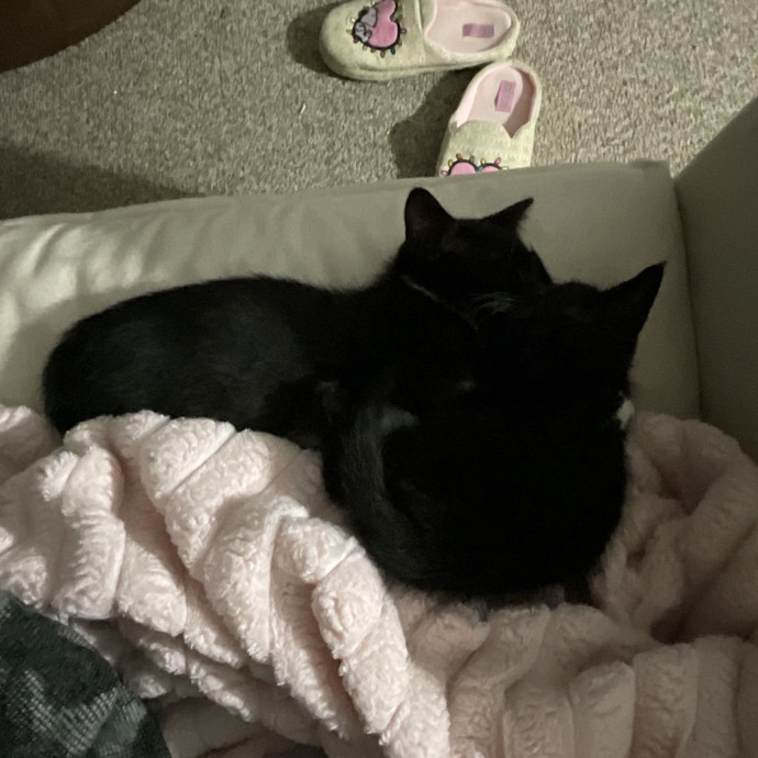 Love Having Cats Around