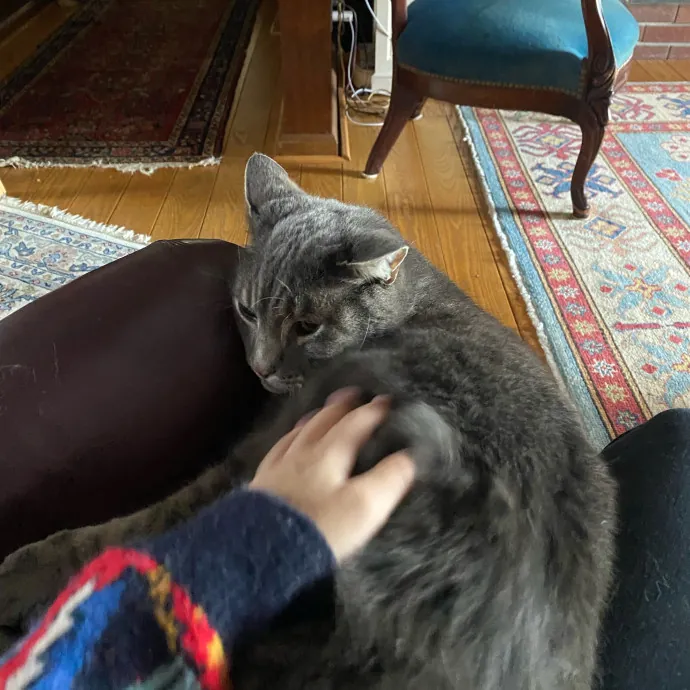 Amy's Purradise Cat Care