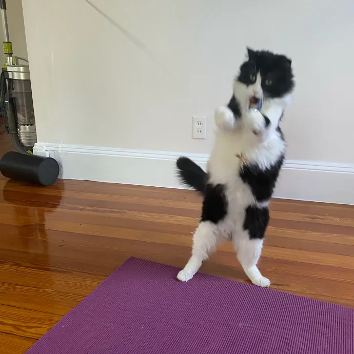 Amy's Purradise Cat Care