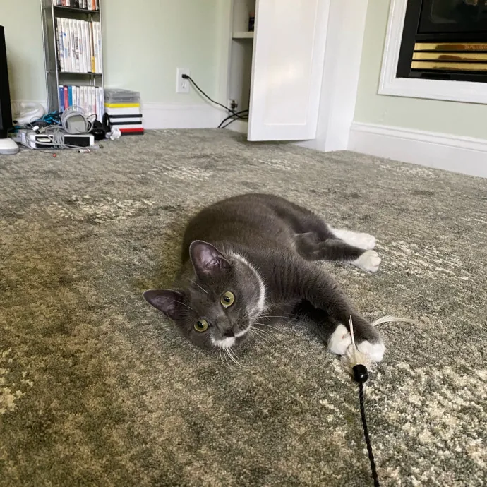 Amy's Purradise Cat Care