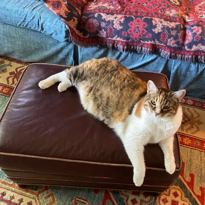 Amy's Purradise Cat Care