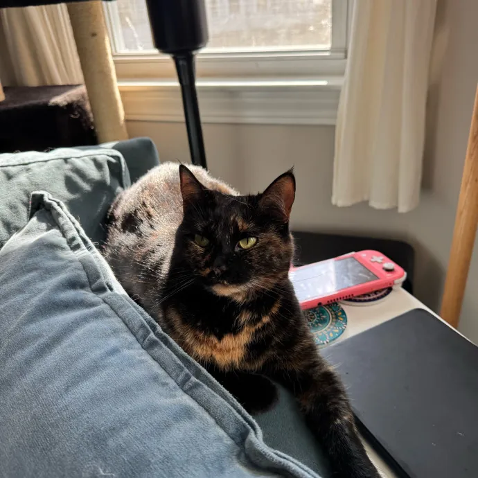 Amy's Purradise Cat Care