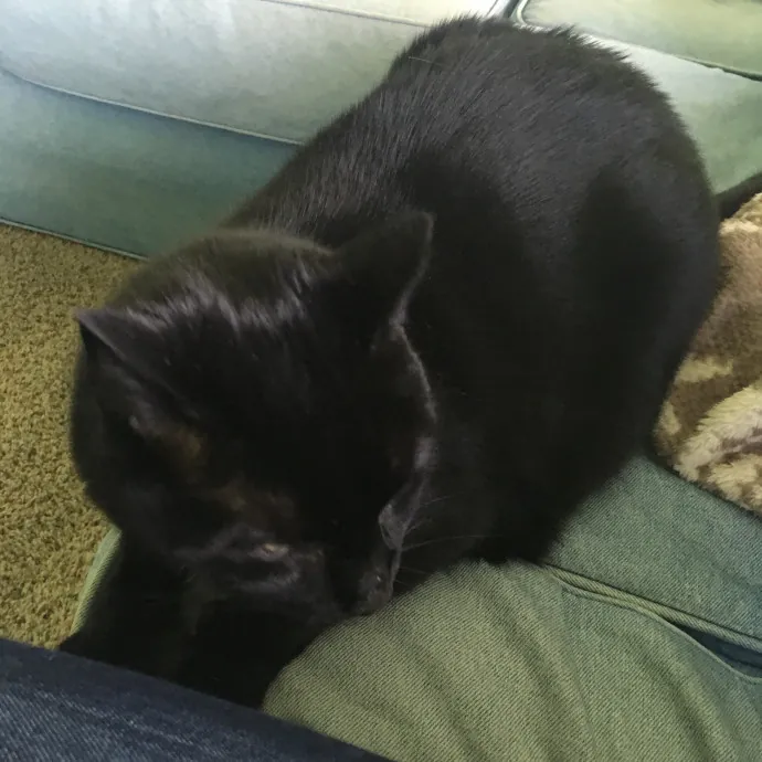 Amy's Purradise Cat Care