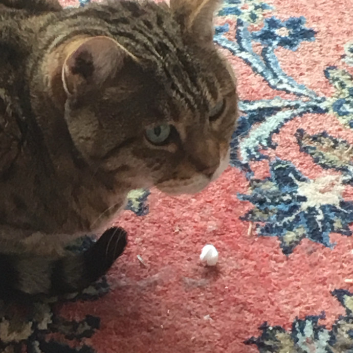 Amy's Purradise Cat Care