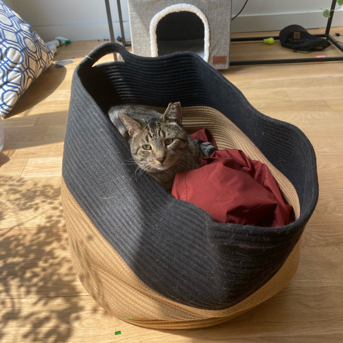 Amy's Purradise Cat Care