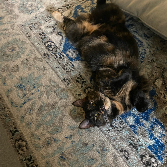 Amy's Purradise Cat Care