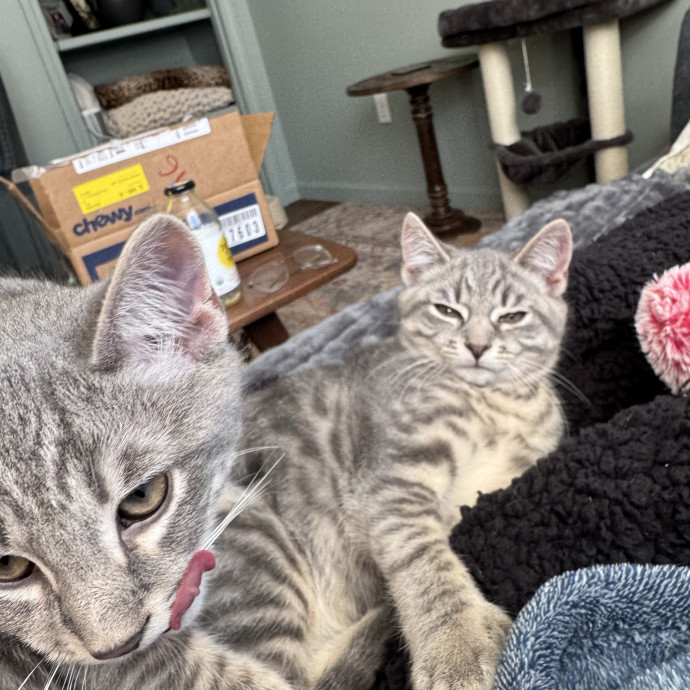 Amy's Purradise Cat Care photo 3
