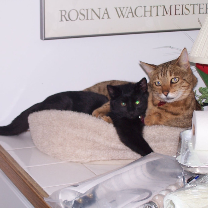 Amy's Purradise Cat Care photo 2