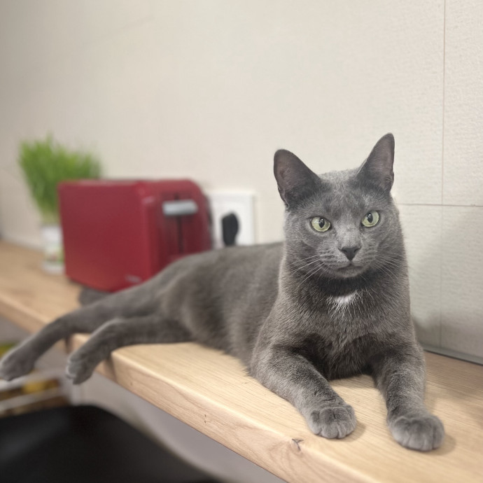 Cat Lover  Trusted Cat Sitter