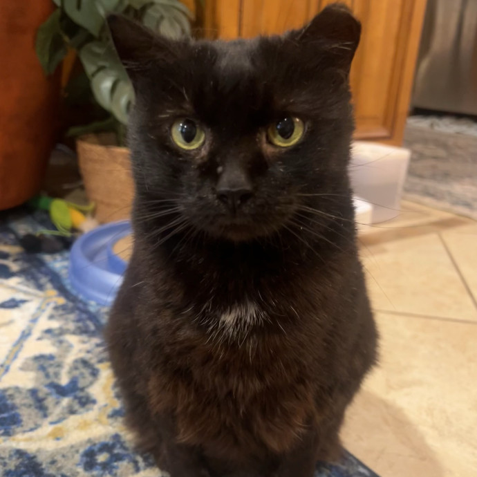 Cat Lover  Trusted Cat Sitter