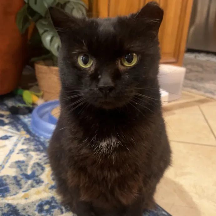 Cat Lover  Trusted Cat Sitter